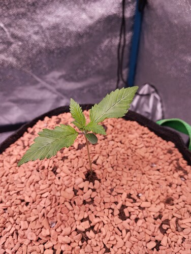 IMG_20241126_183320 - Kopie