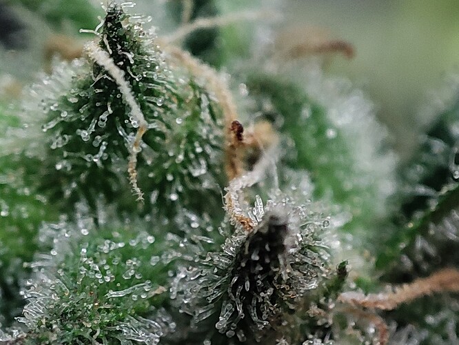 Growreport Bild 57