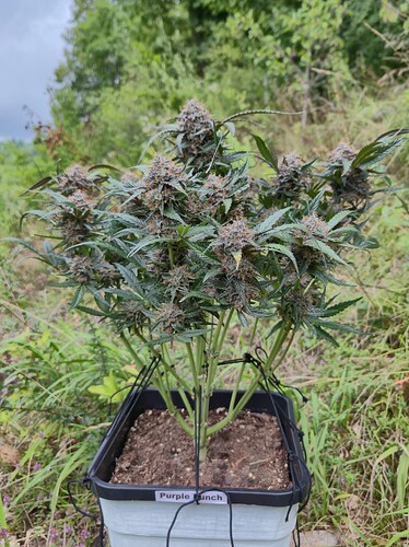 Growreport Bild 24