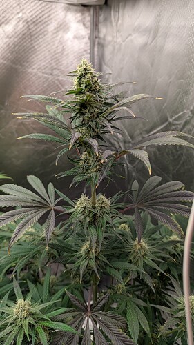 Growreport Bild 7