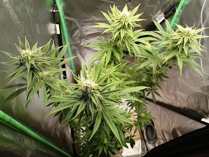 Growreport Bild 12