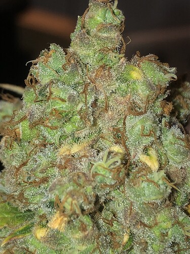 Growreport Bild 1