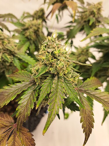 Growreport Bild 10