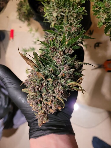 Growreport Bild 1