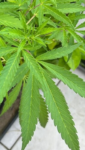 Growreport Bild 67