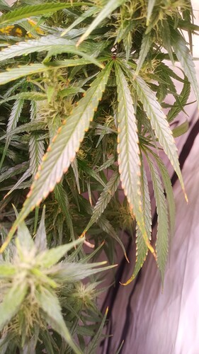Growreport Bild 2