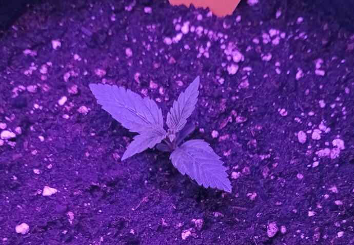 Growreport Bild 22