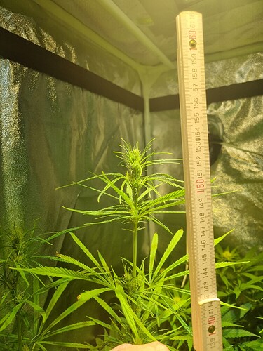 Eine junge Cannabispflanze in einem Zelt, daneben ein Zollstock zur Höhenmessung.