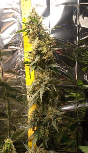 Growreport Bild 11