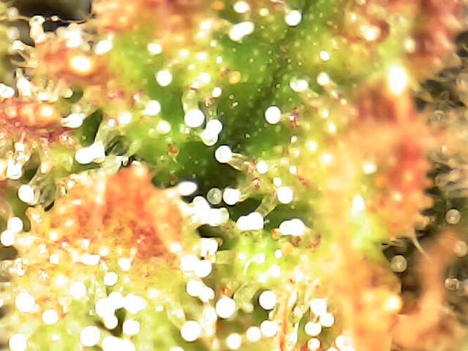 Growreport Bild 24