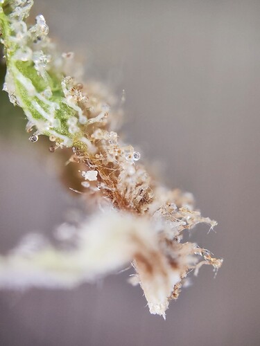 Growreport Bild 9