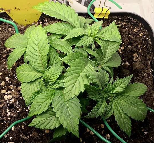 Growreport Bild 21