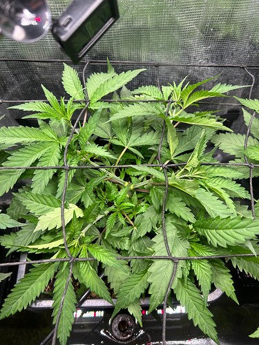 Growreport Bild 23
