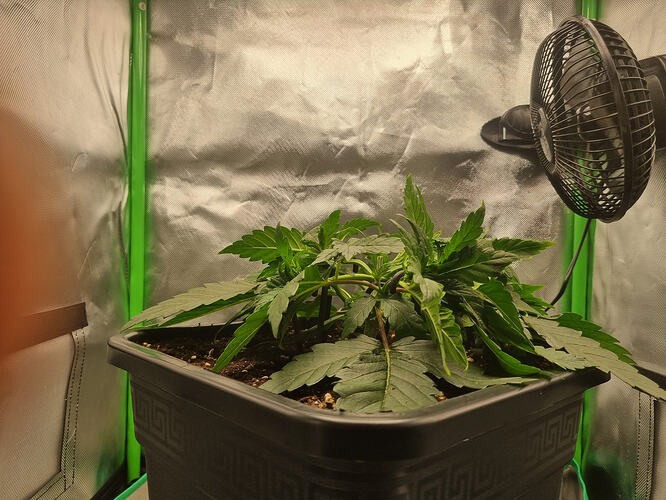 Growreport Bild 3