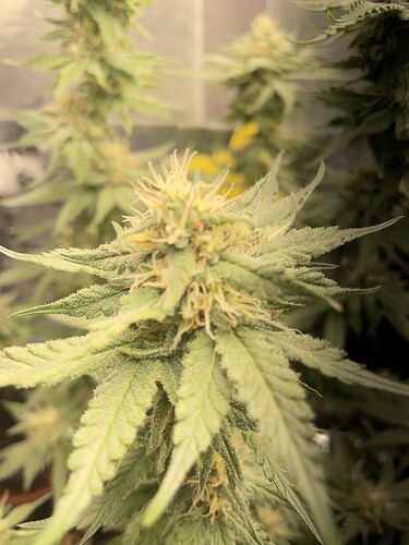 Growreport Bild 2