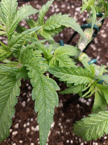 Growreport Bild 7