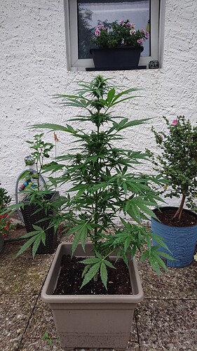 Growreport Bild 35