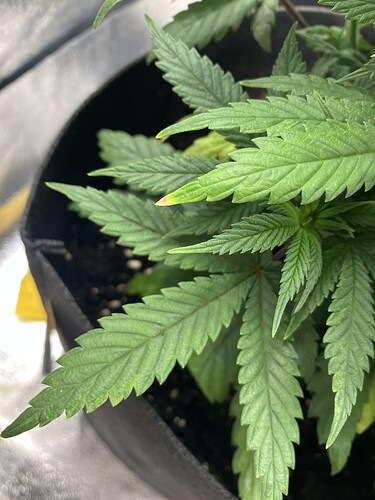 Growreport Bild 3