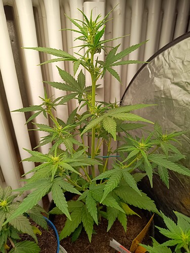 Growreport Bild 3