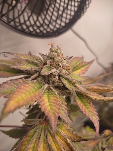 Growreport Bild 56