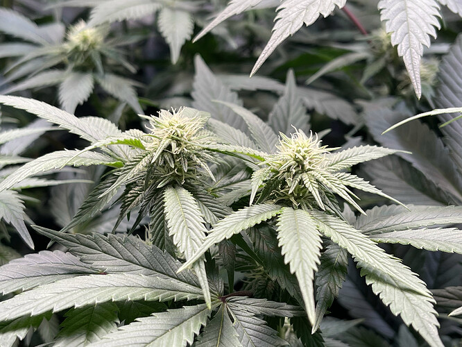 Growreport Bild 7