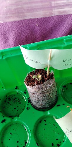 17427335532495891175967841872818