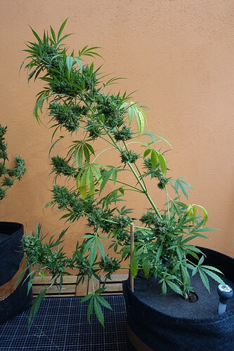 Growreport Bild 1