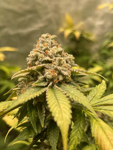 Growreport Bild 11