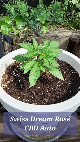 Growreport Bild 17