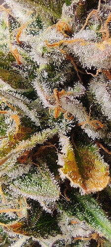 Growreport Bild 23