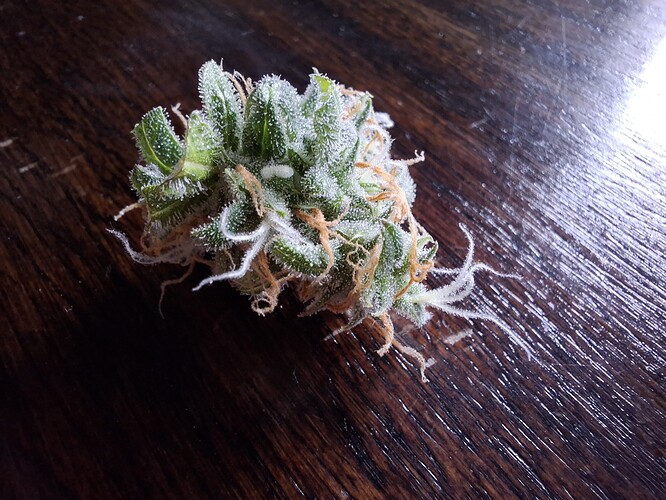 Apricot_Bud_Tag_65_05_x