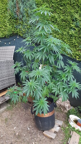 Growreport Bild 27