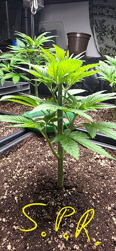 Growreport Bild 3