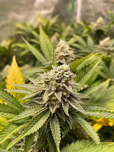Growreport Bild 3