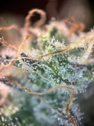 Growreport Bild 88