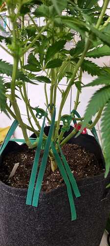 Growreport Bild 32