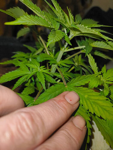 IMG_20260305_000202509