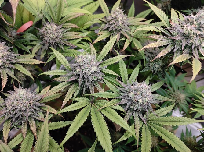 Growreport Bild 9