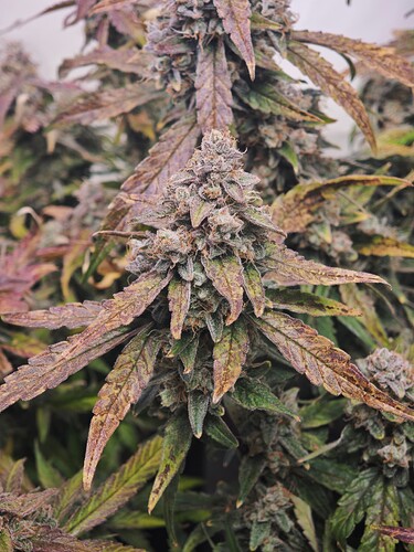 MVIMG_20251128_151226