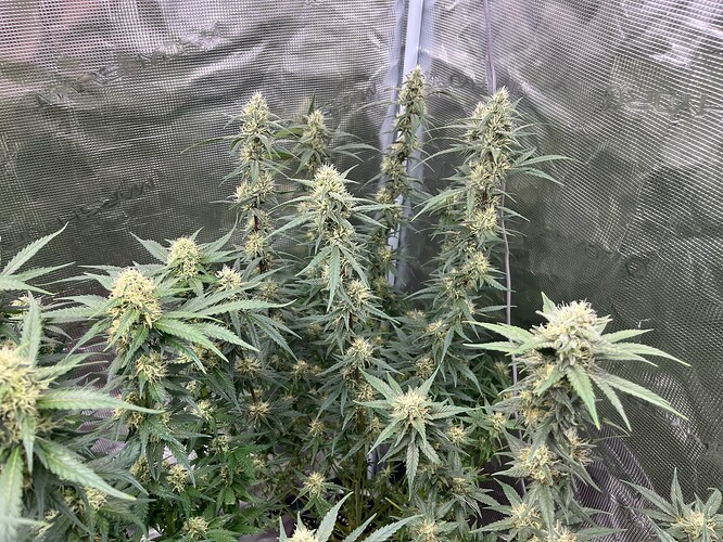 Growreport Bild 6