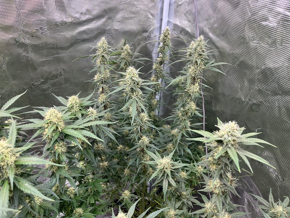 SBC#26 gmsl cut, Blueberry Muffin Humboldt...Lass das Zelt sprengen 🧨
