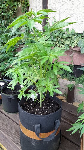 Growreport Bild 8
