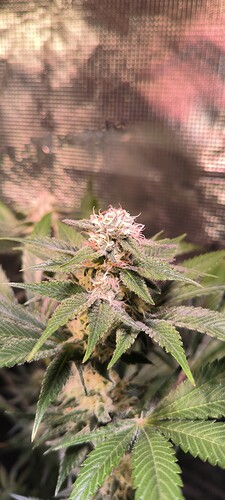 Growreport Bild 9