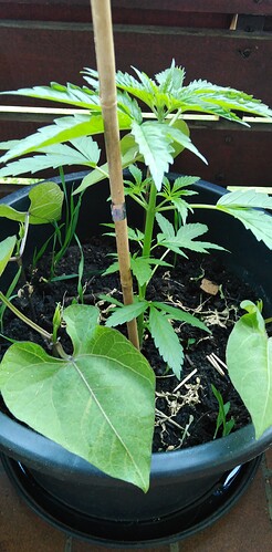 Growreport Bild 5