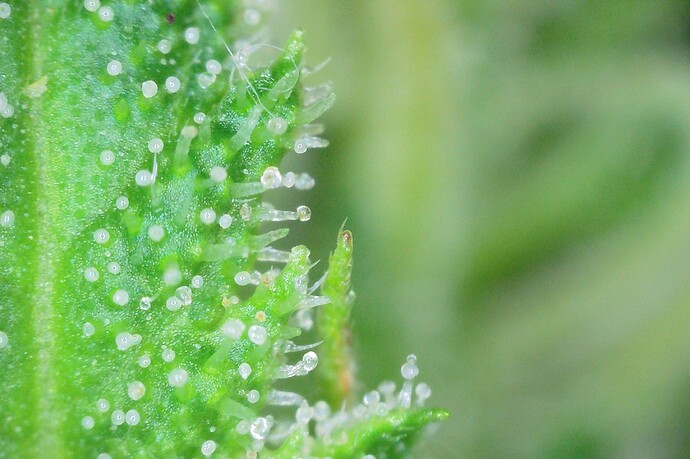Grow25_1006_Trichome_MX_1