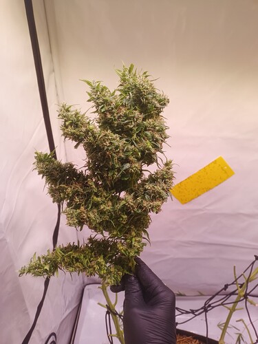 Growreport Bild 15