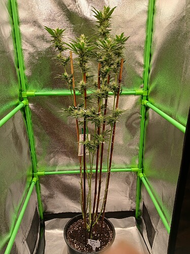 Growreport Bild 25