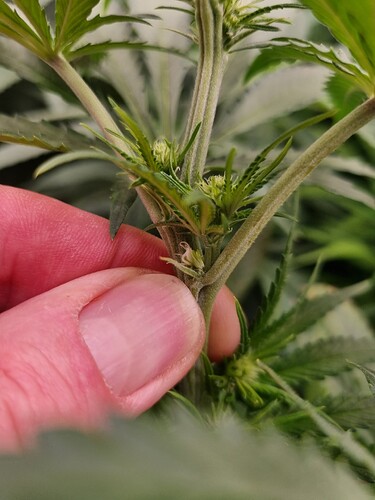Nahaufnahme einer jungen Cannabispflanze, bei der ein Finger die Entwicklung von männlichen Blüten (Eiern) an den Nodien zeigt.