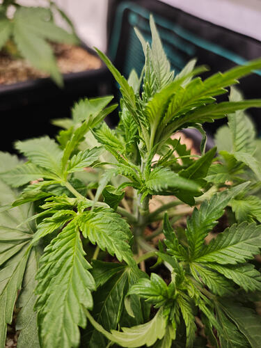Growreport Bild 48