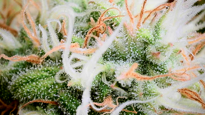 Growreport Bild 15